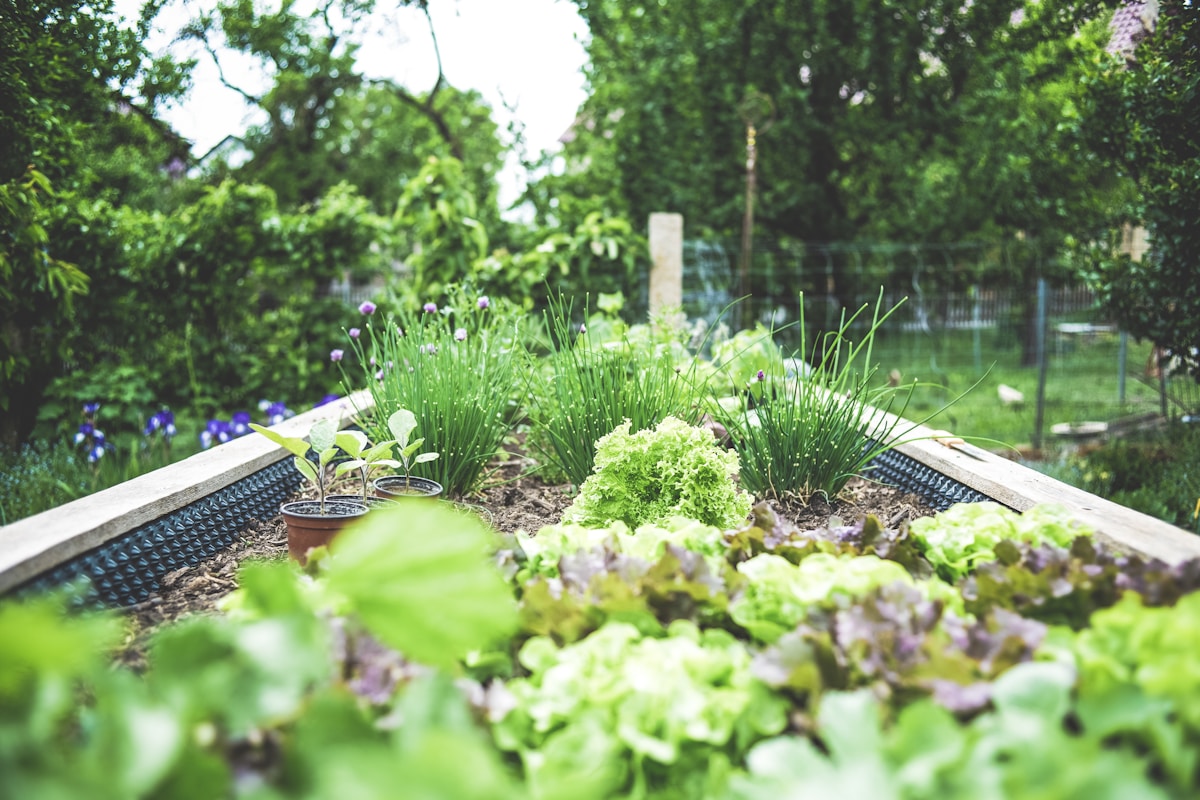 Potager bio